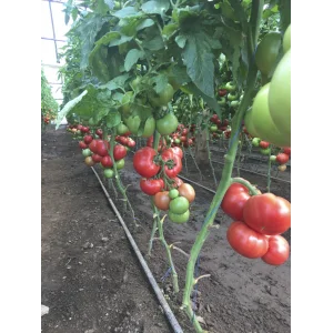 Seminte tomate Manusa F1