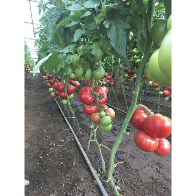 Seminte tomate Manusa F1