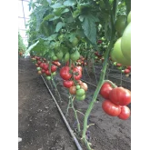 Seminte tomate Manusa F1