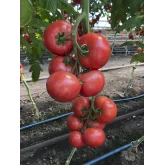 Seminte tomate Manusa F1