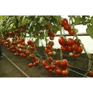 Seminte tomate Mahitos F1