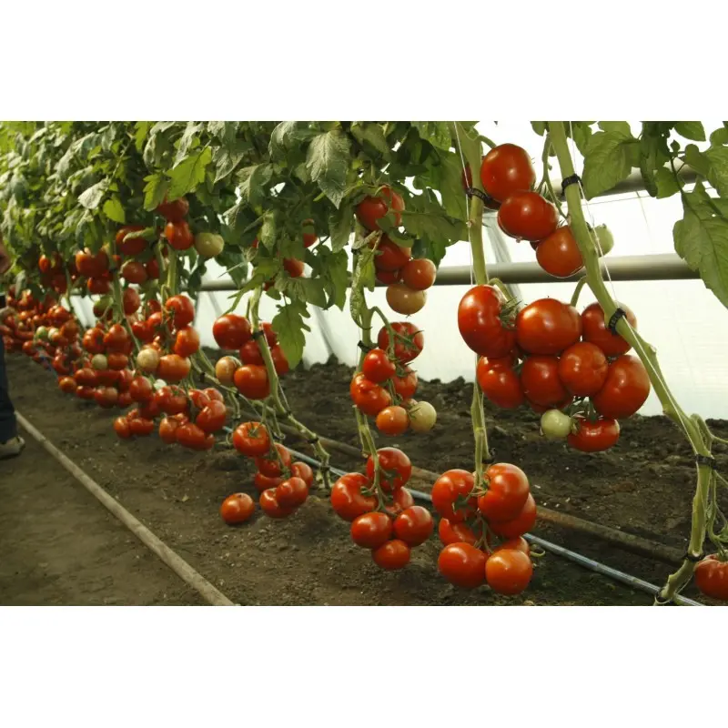 Seminte tomate Mahitos F1