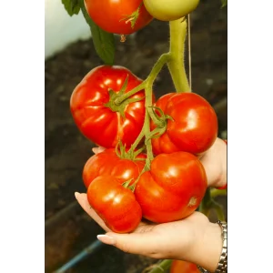 Seminte tomate Mahitos F1