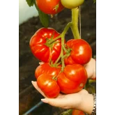 Seminte tomate Mahitos F1