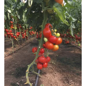 Seminte tomate Petula F1
