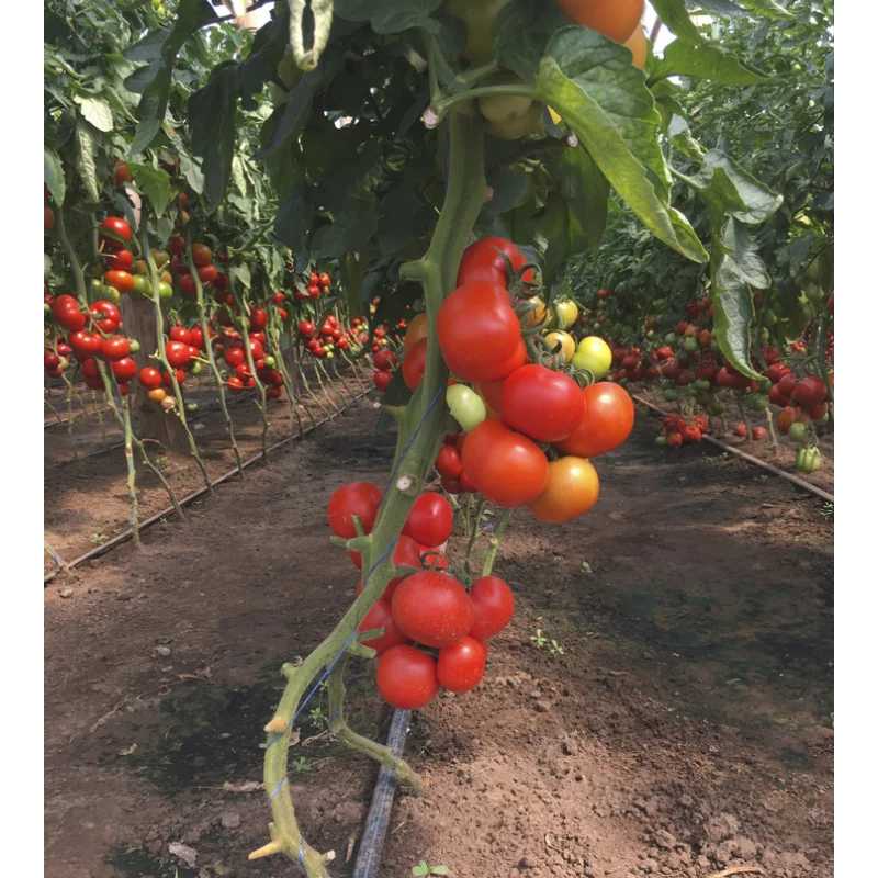 Seminte tomate Petula F1