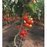 Seminte tomate Petula F1