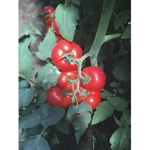 Seminte tomate Petula F1