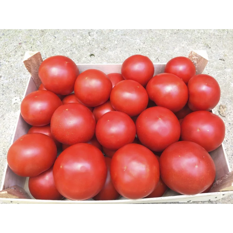 Seminte tomate Zulfia F1