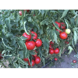 Seminte tomate Zulfia F1