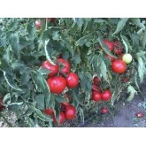 Seminte tomate Zulfia F1