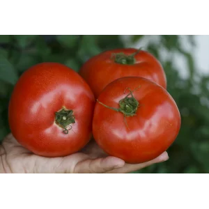 Seminte tomate Esmira F1