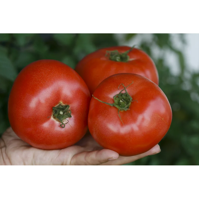 Seminte tomate Esmira F1