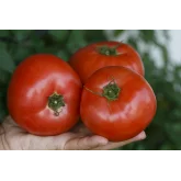 Seminte tomate Esmira F1