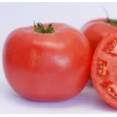 Seminte tomate Esmira F1