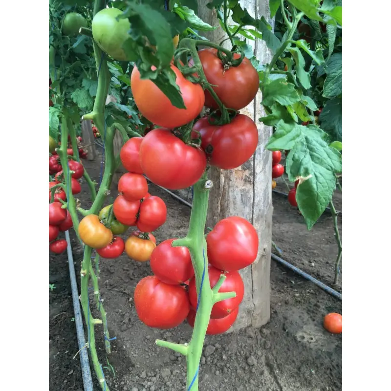 Seminte tomate TY-12 F1