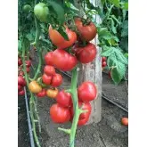 Seminte tomate TY-12 F1