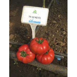 Seminte tomate TY-12 F1