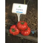 Seminte tomate TY-12 F1