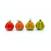 Seminte tomate Araldino F1