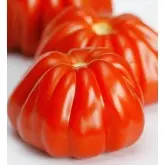Seminte tomate Rugantino F1