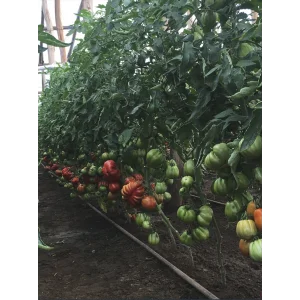 Seminte tomate Rugantino F1