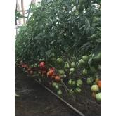 Seminte tomate Rugantino F1