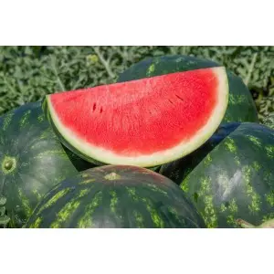 Seminte pepene verde Mirto F1