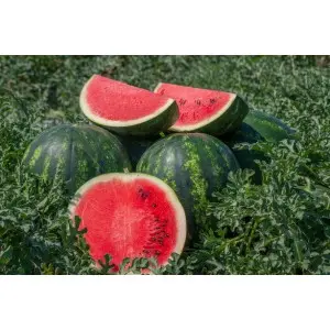 Seminte pepene verde Mirto F1