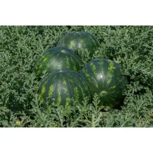 Seminte pepene verde Mirto F1