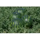 Seminte pepene verde Mirto F1