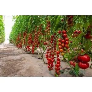 Seminte tomate cherry Cherye F1