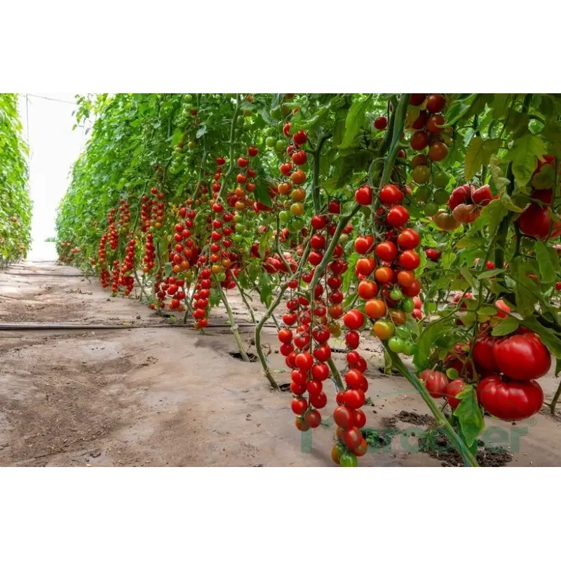 Seminte tomate cherry Cherye F1