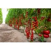 Seminte tomate cherry Cherye F1