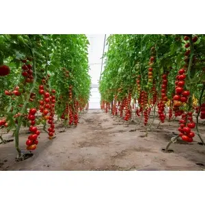 Seminte tomate cherry Cherye F1