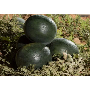 Seminte pepene verde Fechete F1