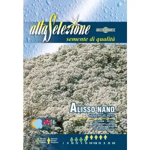 Seminte alyssum pitic covor de zapada