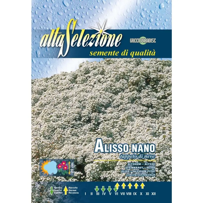 Seminte alyssum pitic covor de zapada