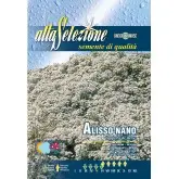 Seminte alyssum pitic covor de zapada