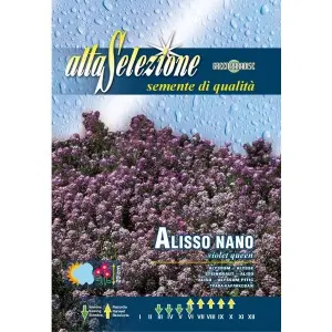 Seminte alyssum pitic Regina violeta