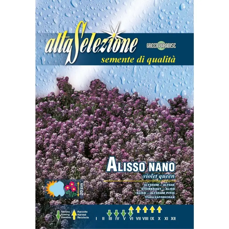 Seminte alyssum pitic Regina violeta