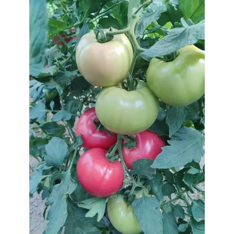 Seminte tomate Honey Lili F1 (HMC 449997)