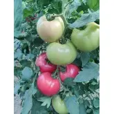 Seminte tomate Honey Lili F1 (HMC 449997)