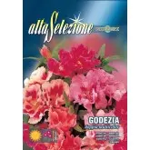Seminte azalee de gradina dubla multicolor