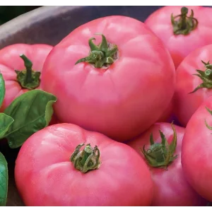 Seminte tomate Rozalina Rossa F1