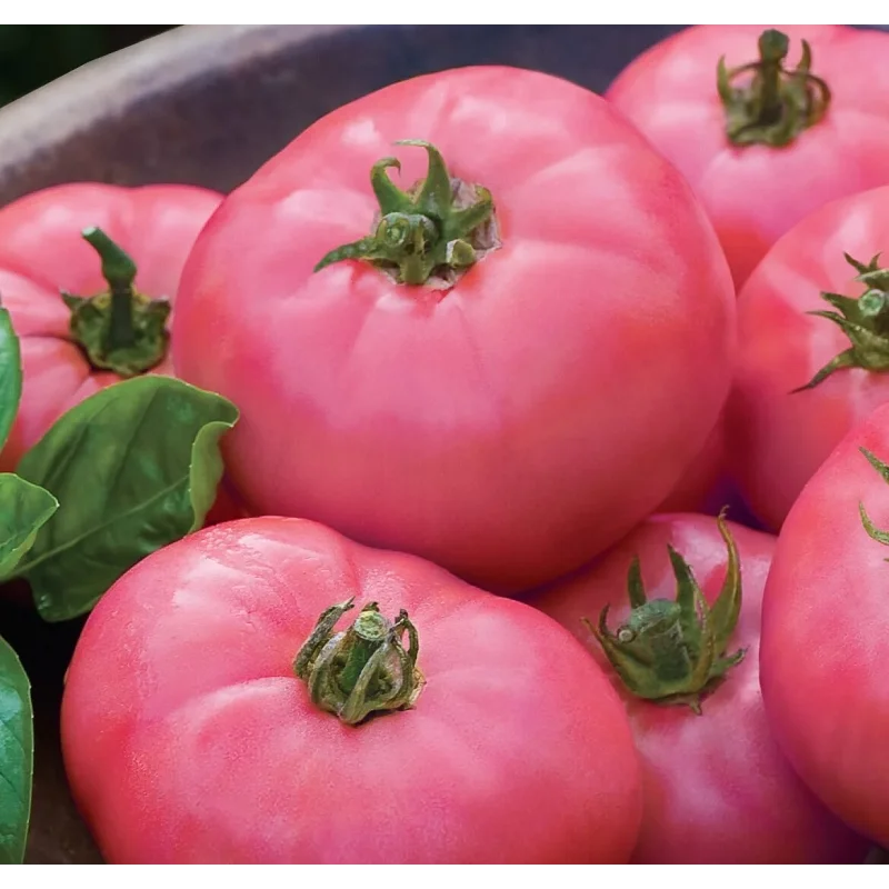 Seminte tomate Rozalina Rossa F1