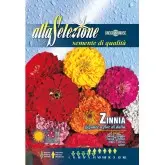 Seminte carciumareasa gigantica cu floare de dalie