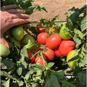 Seminte tomate Pink Soul F1