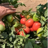 Seminte tomate Pink Soul F1