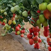 Seminte tomate Pink Soul F1